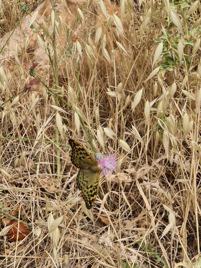 La Pommeraie D'Ifrane イフレン エクステリア 写真