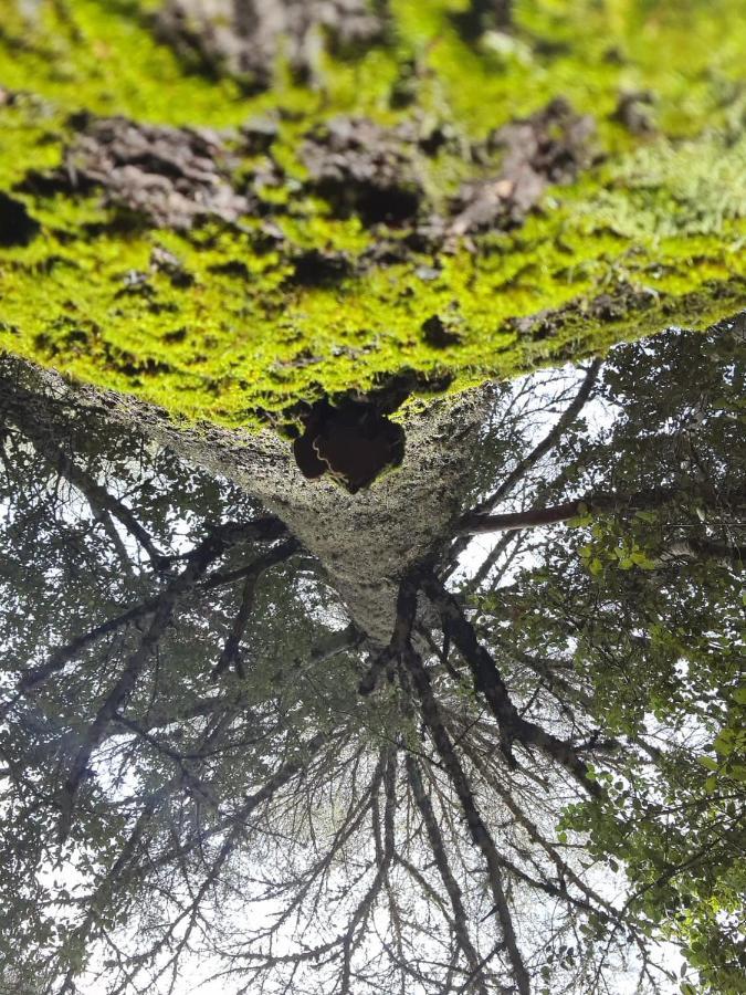 La Pommeraie D'Ifrane イフレン エクステリア 写真